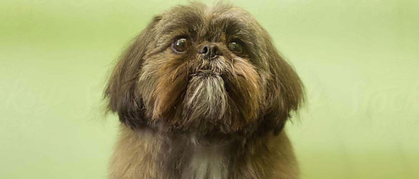 Training your dog to close doors