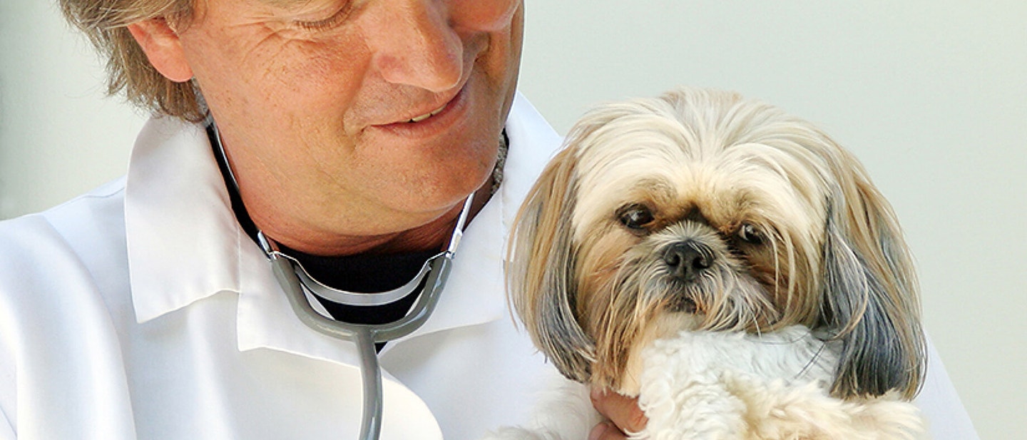 Which dog or puppy is right for you?