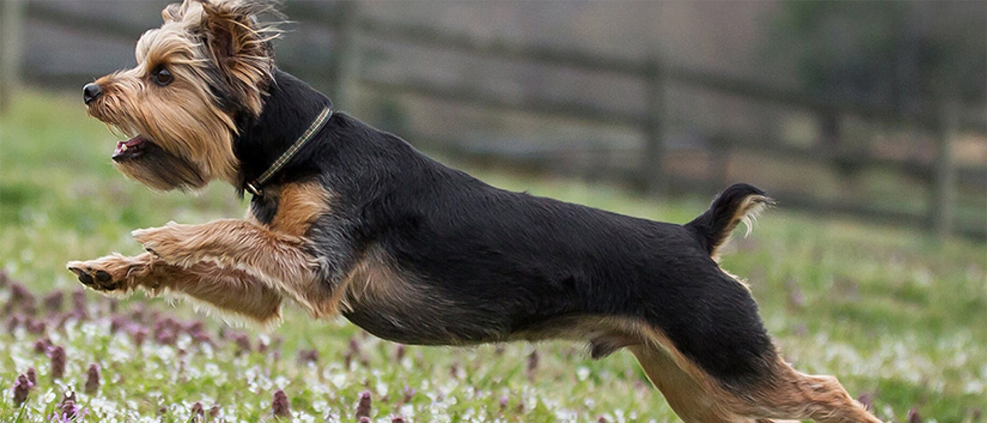 Dog and puppy first aid