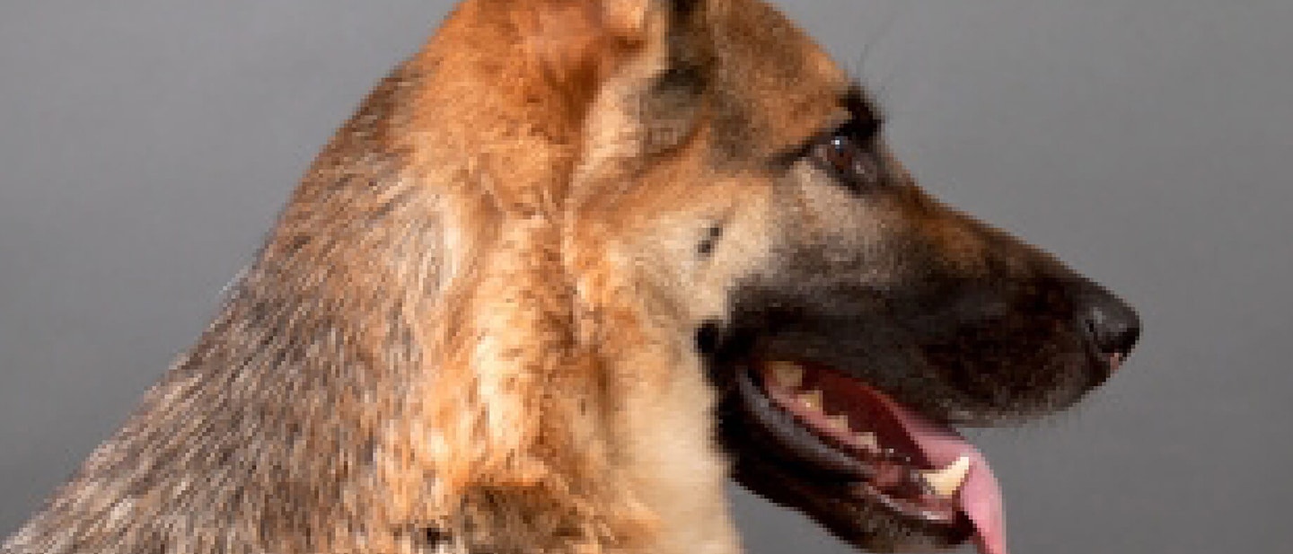 Giving your dog medication