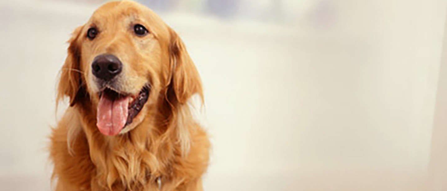 How To Clean Your Dog’s Ears