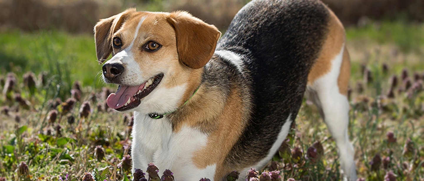 Diagnosing and Treating Worms in Dogs