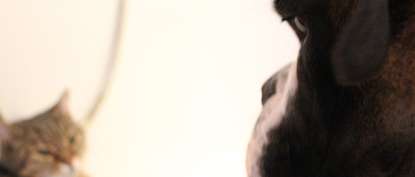 Your Puppies First Day At Home