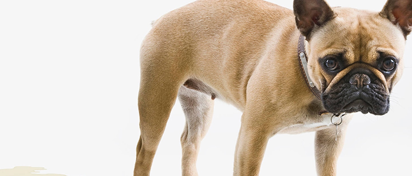 Doing agility training with your dog or puppy