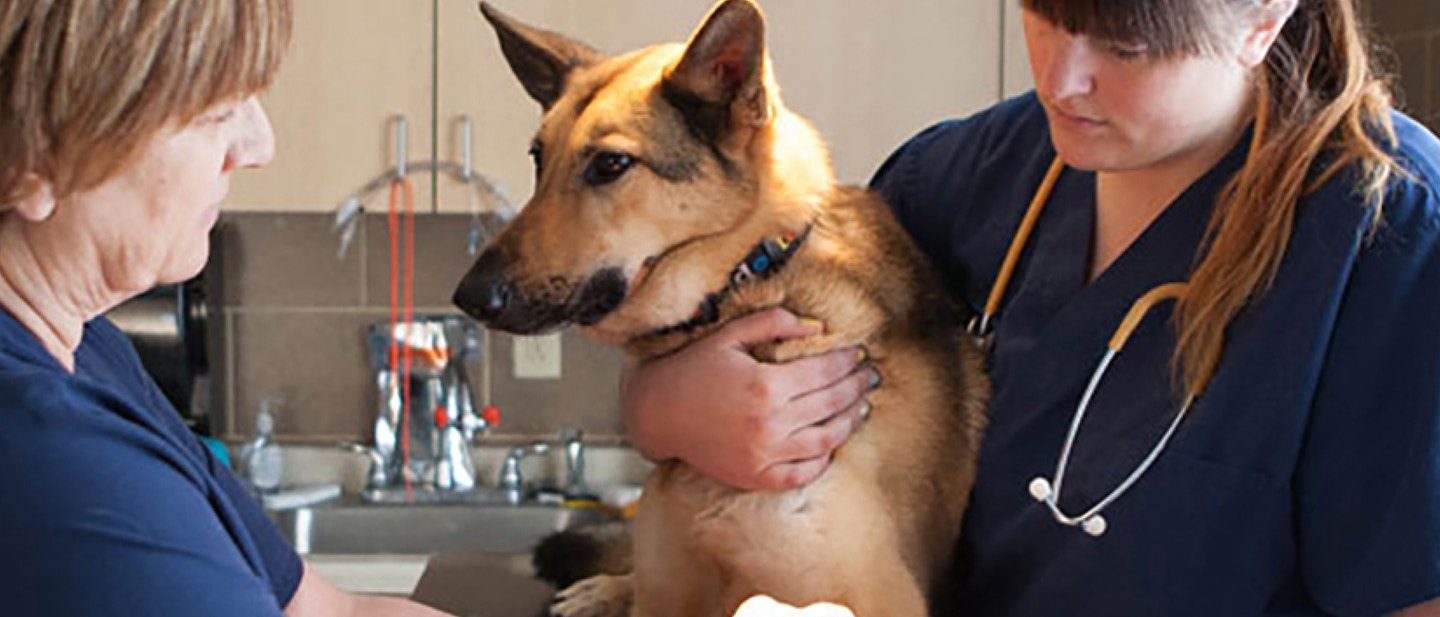 Train your dog to come on command