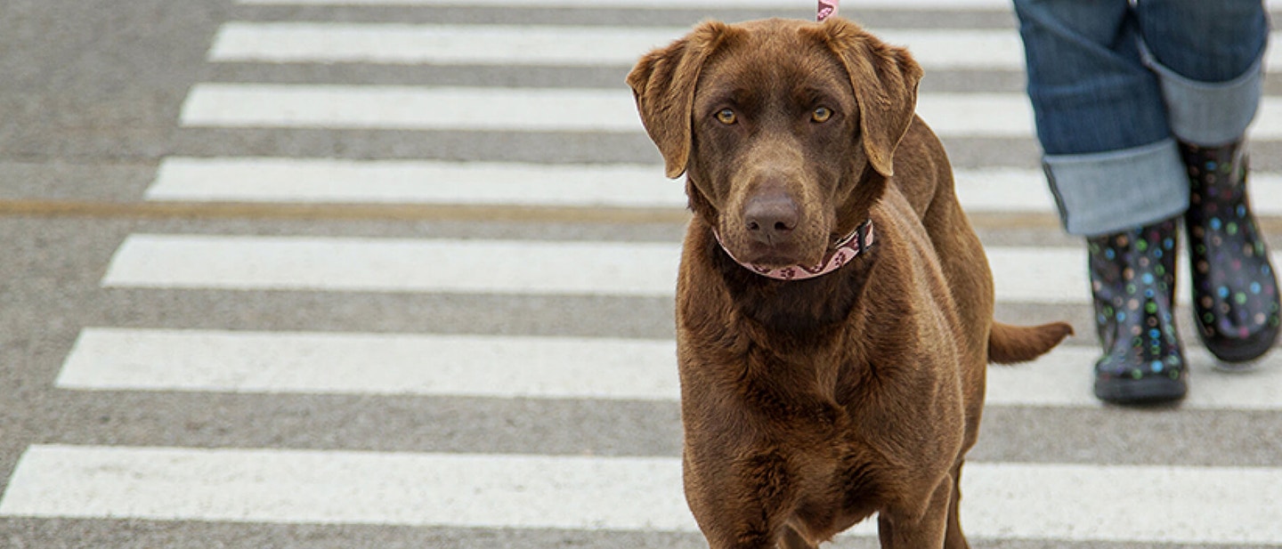 Help your dog understand you