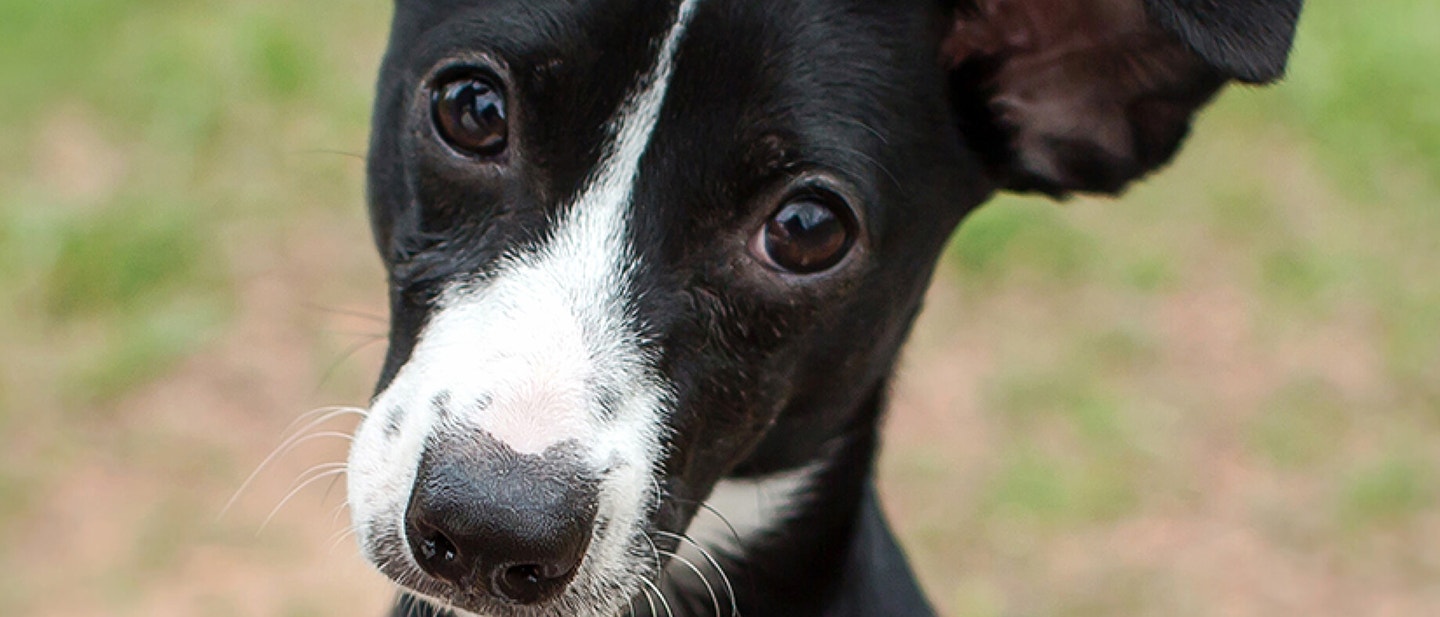 Table scraps and your puppy