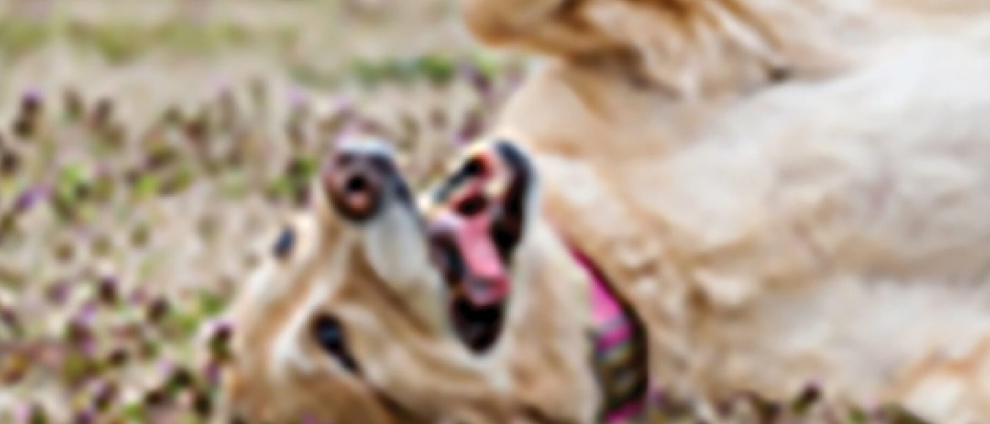 How to manage a stressed dog