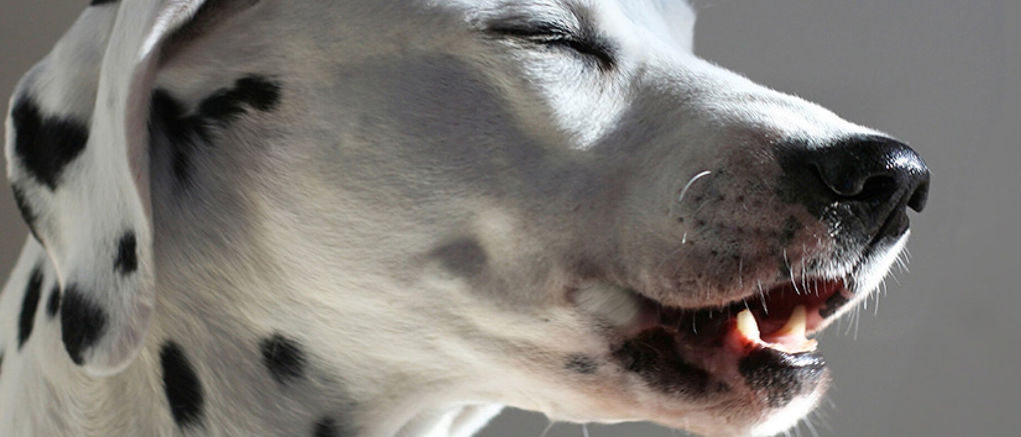 Weaning Puppies: Puppy to Adult Food