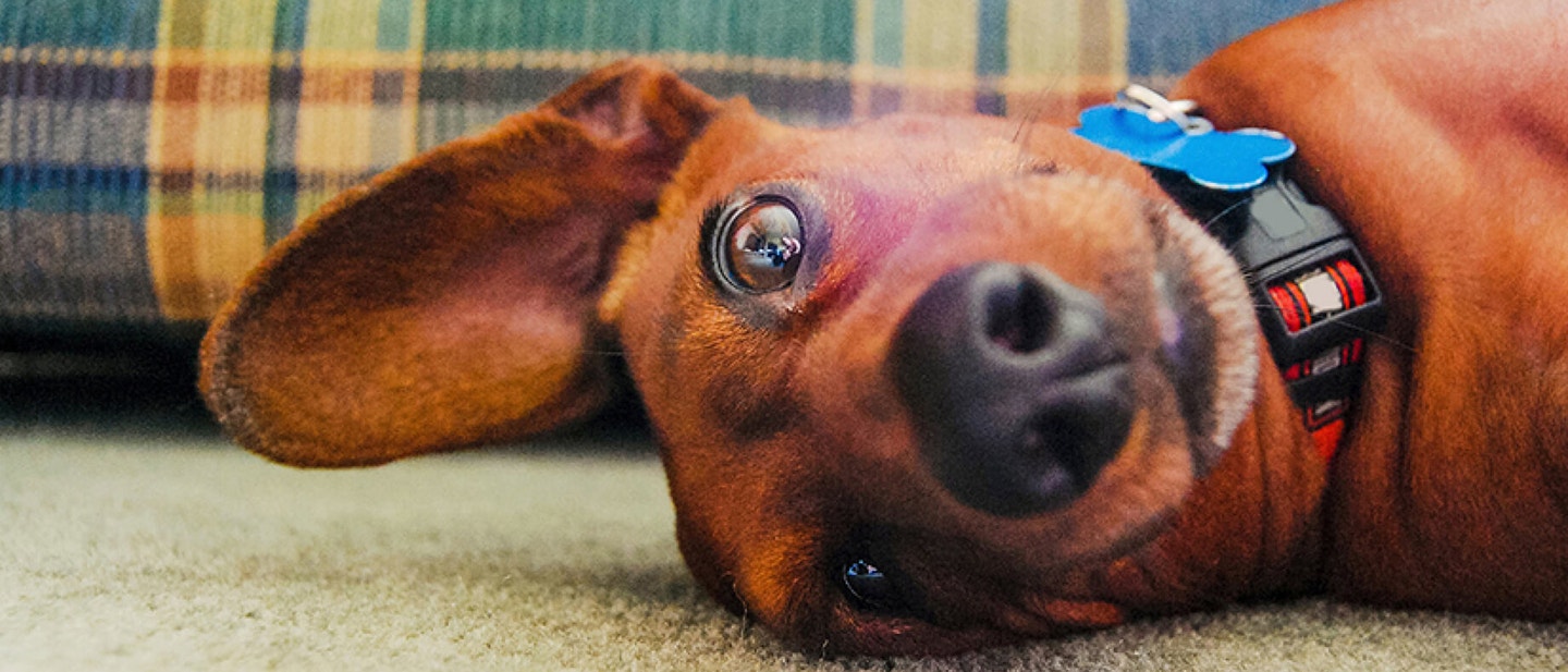 Dog Care: Canine Colds