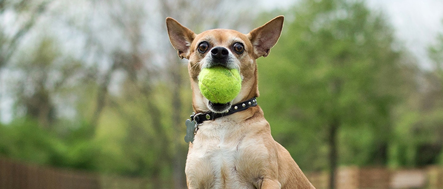 Puppy Feeding Guidelines