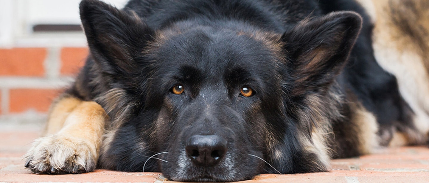 How To Stop Your Puppy Biting