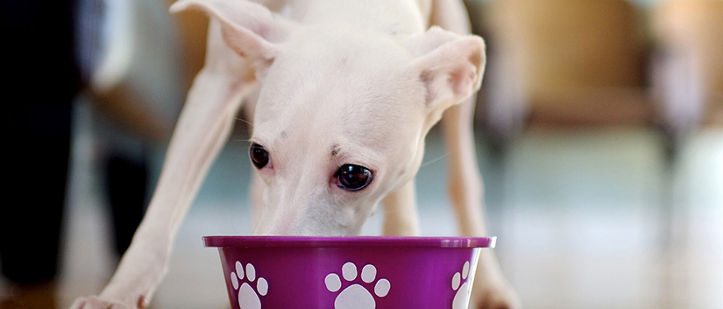 Giving your dog or puppy a bath