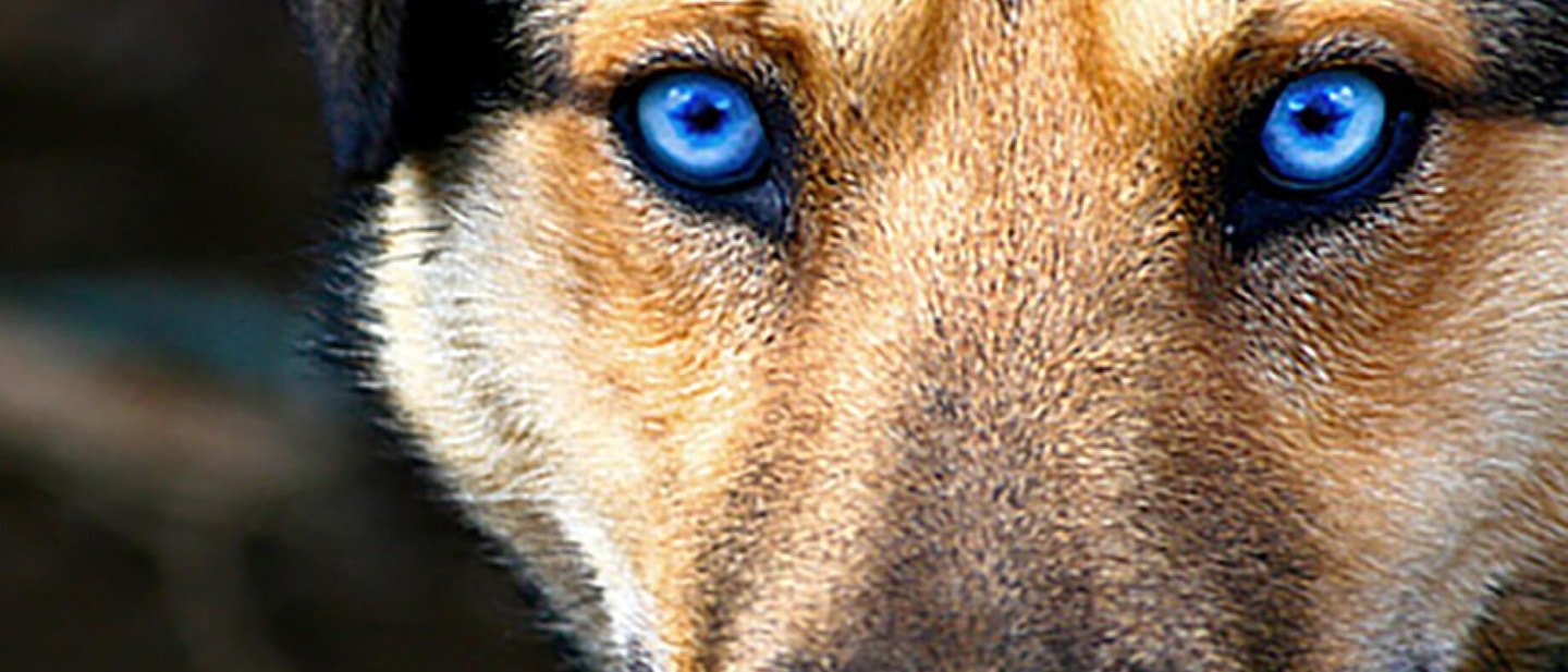 The Dog Dentition and The Purpose of Each Teeth