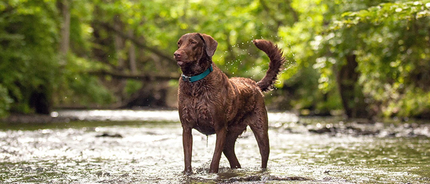 Train Your Dog to Lie Down