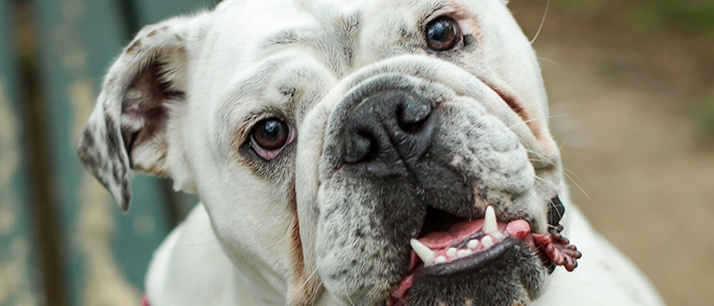 Dog and puppy obedience