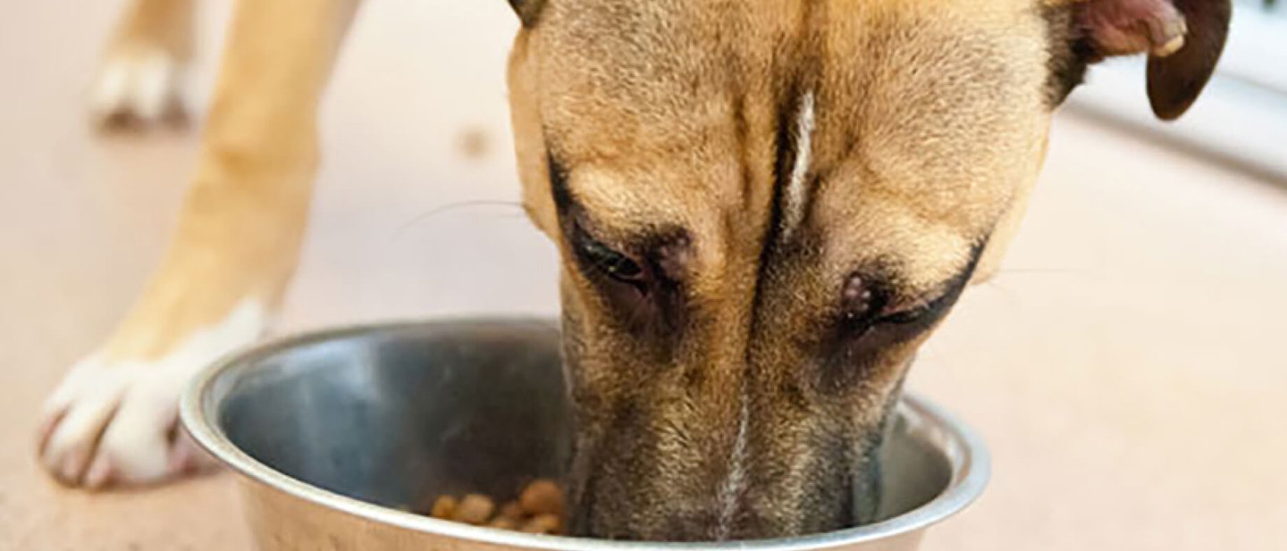 How to stop a dog fight