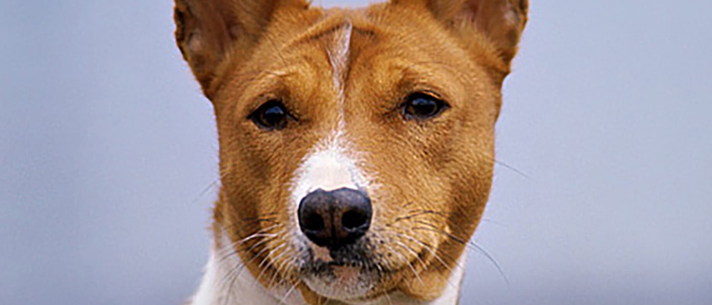 Finding a good dog breeder