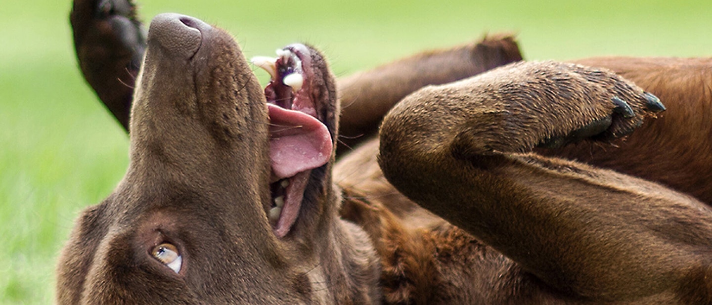 Microchipping your dog or puppy