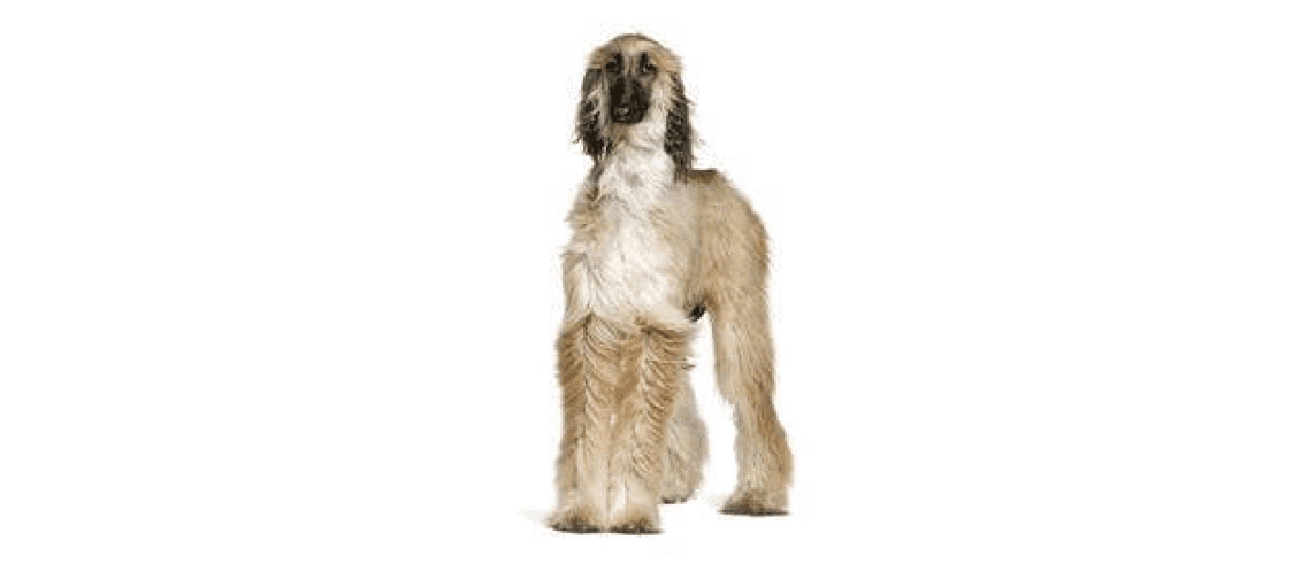 Afghan Hound