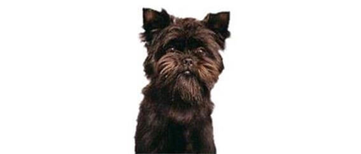 Affenpinscher