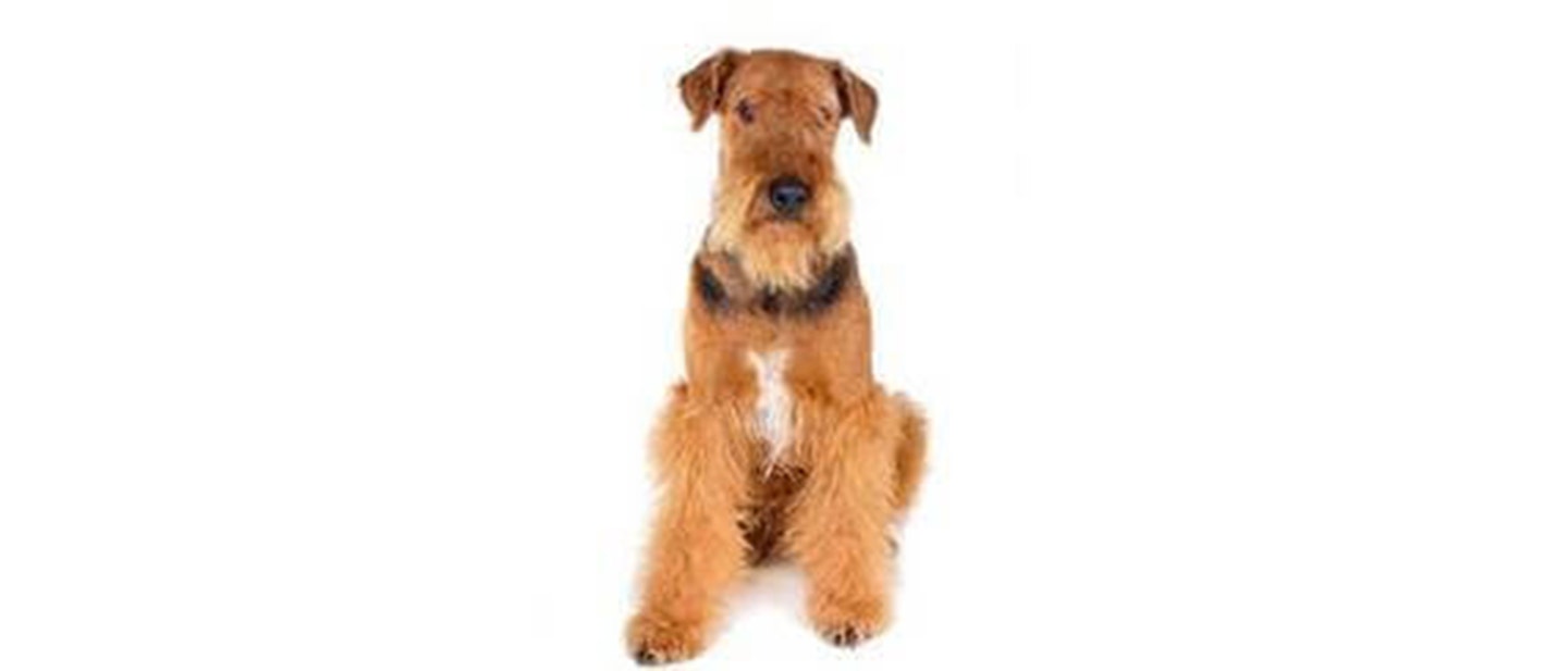 Airedale Terrier