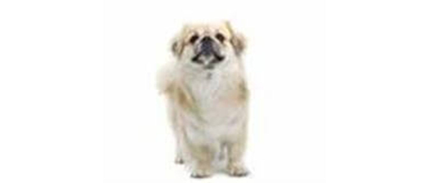 Tibetan Spaniel