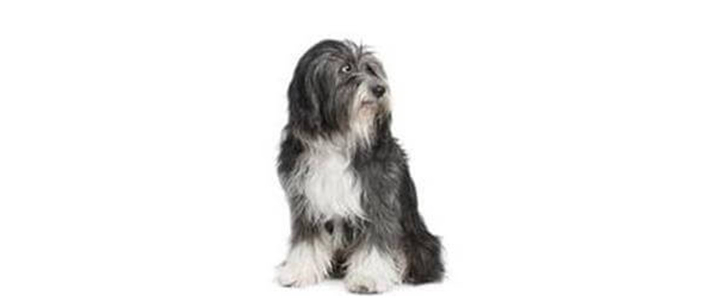 Tibetan Terrier