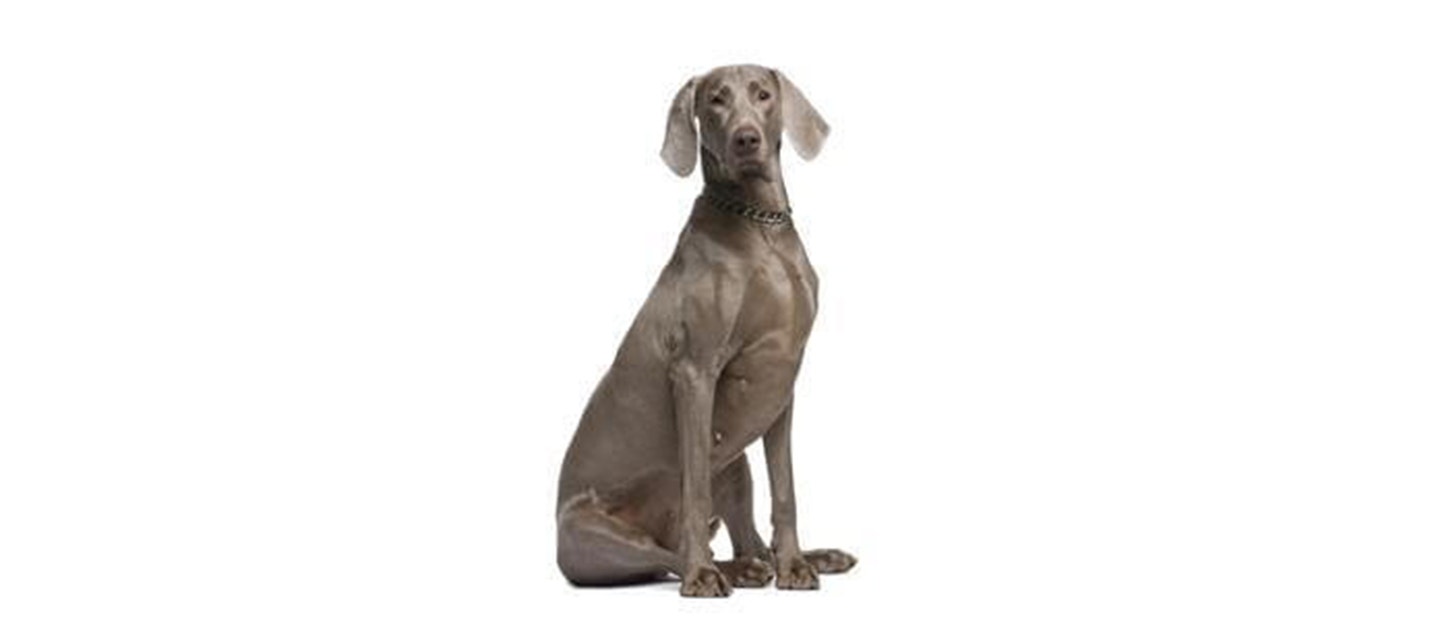 Weimaraner