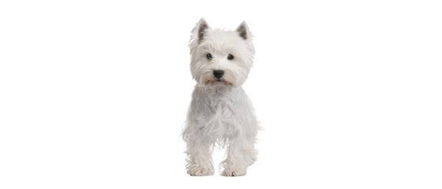 West Highland White Terrier