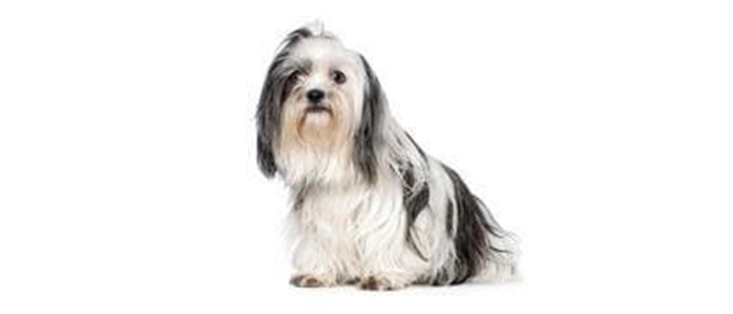 Shih Tzu