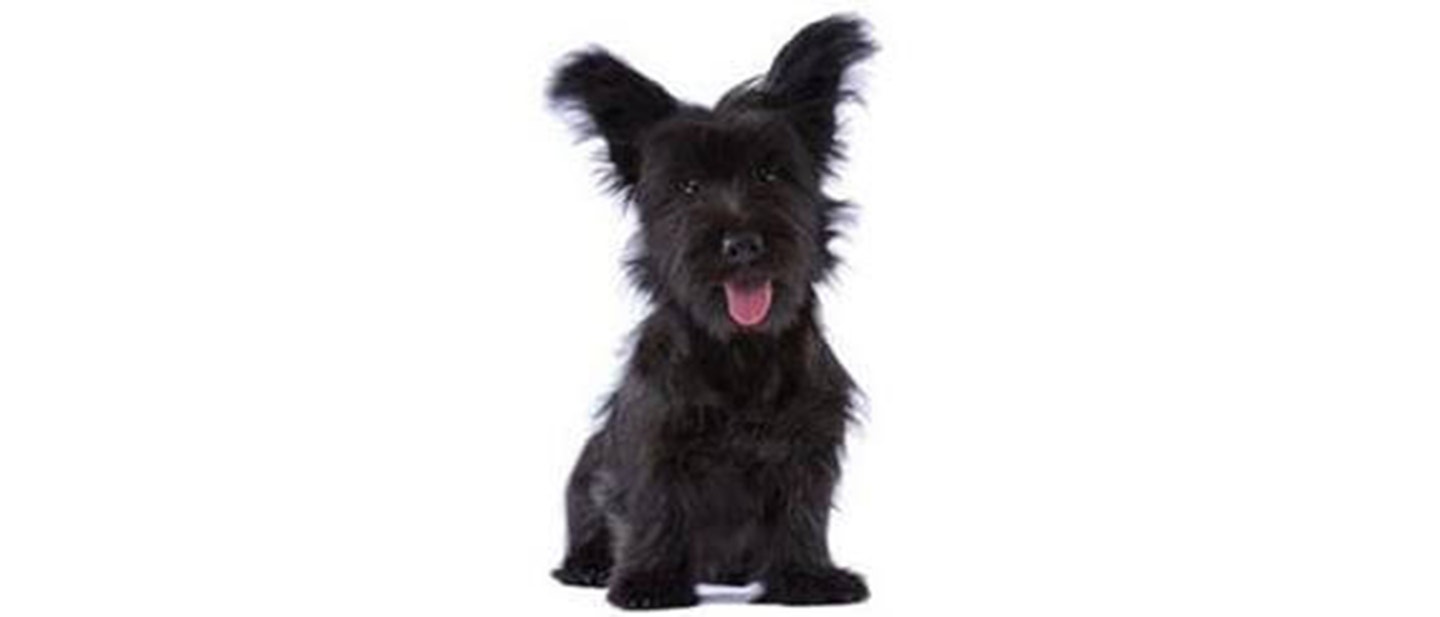 Skye Terrier