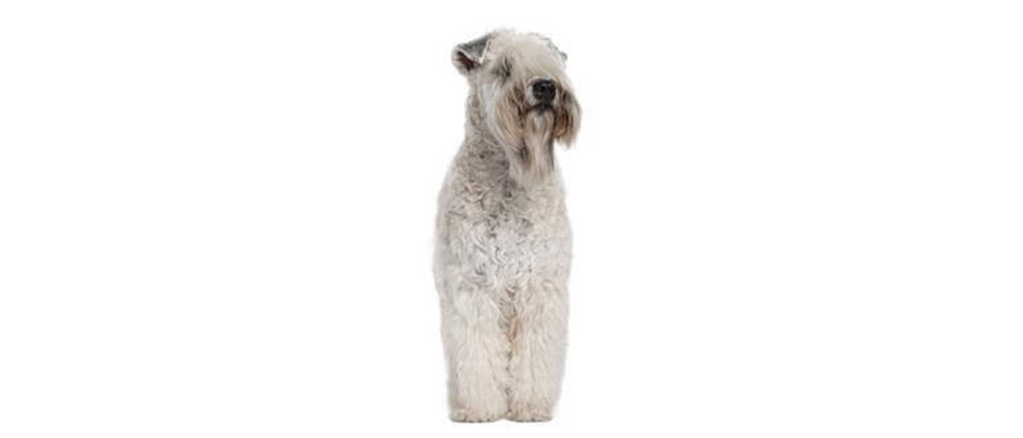 Soft Coated Wheaten Terrier