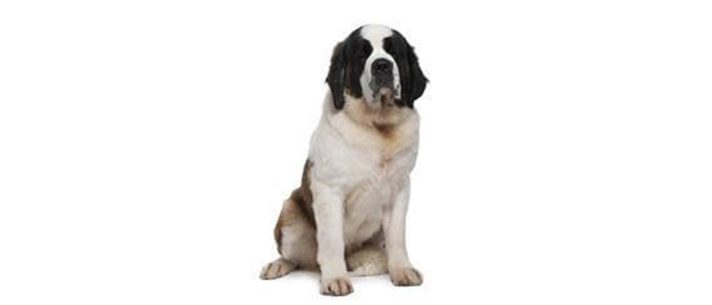 Saint Bernard