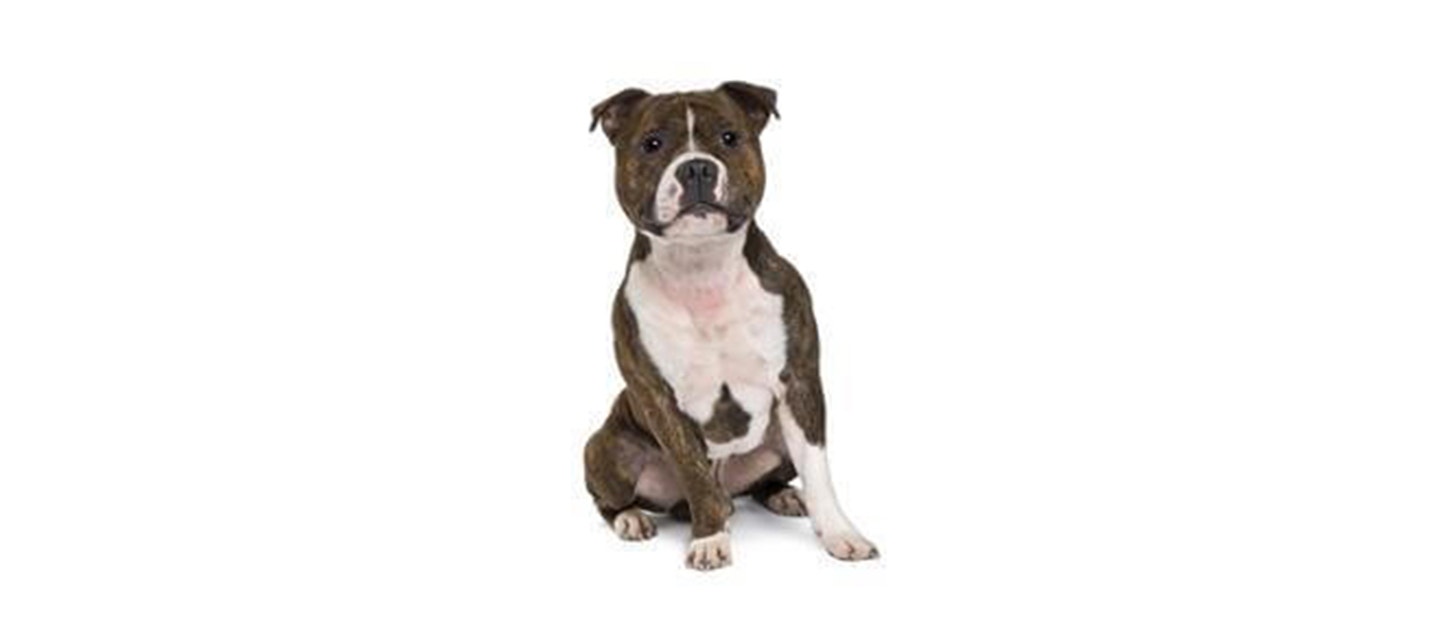 Staffordshire Bull Terrier