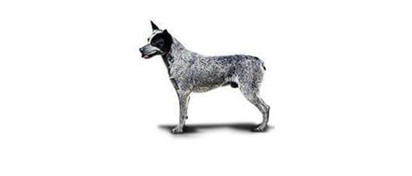 Australian Stumpy Tail Cattle Dog