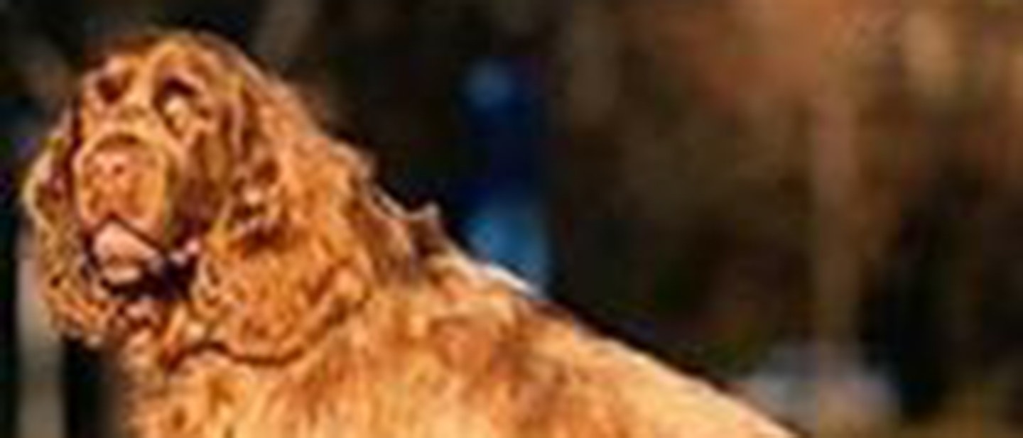 Sussex Spaniel