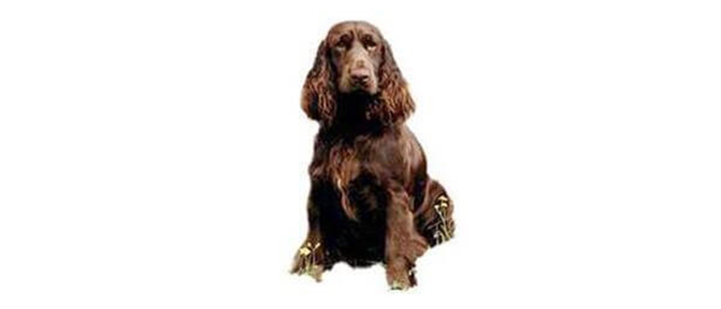 Field Spaniel
