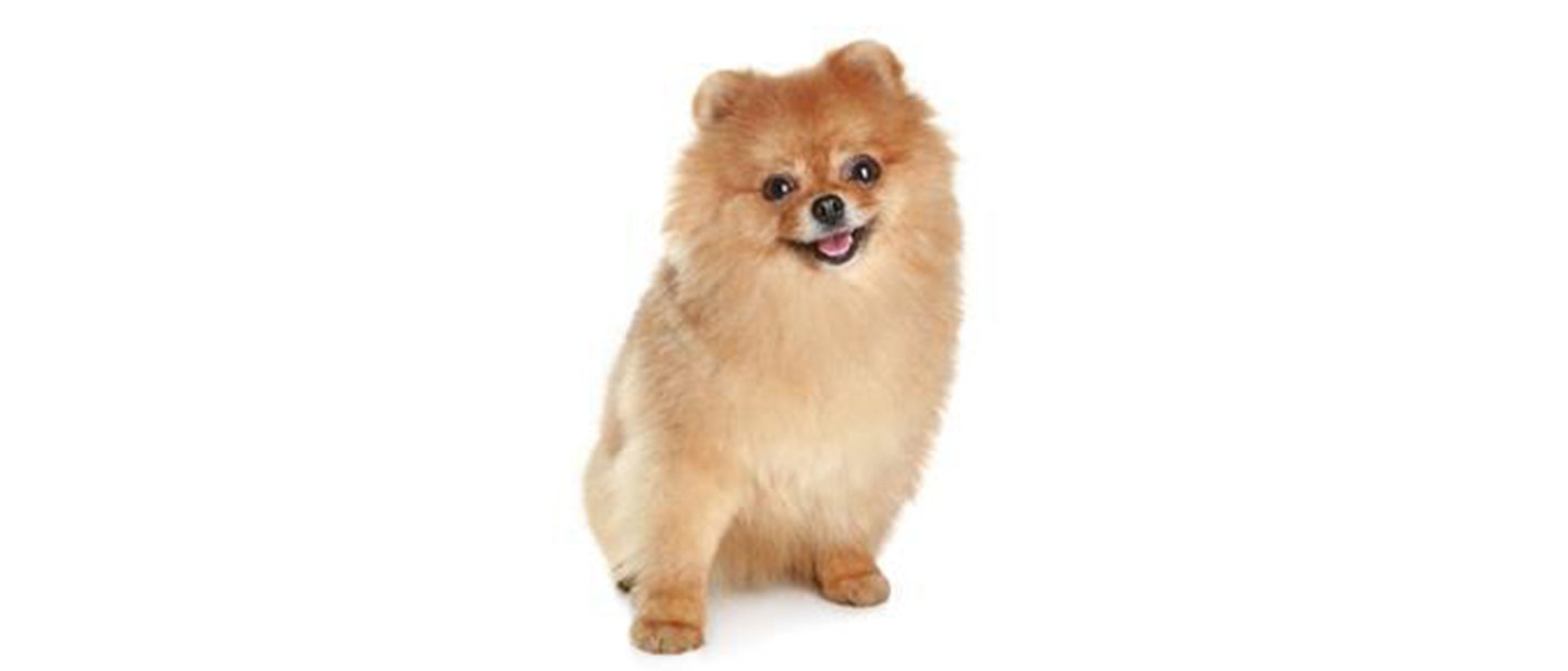 Finnish Spitz