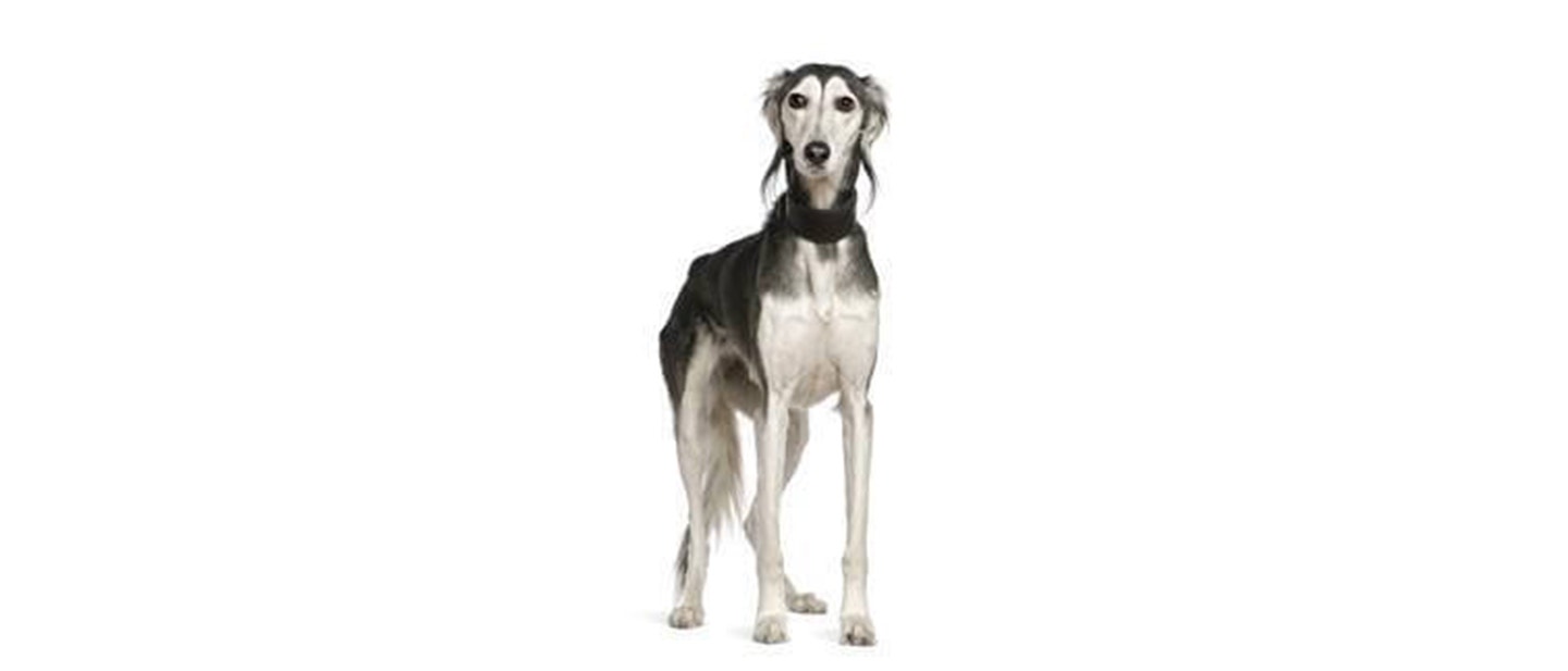 Saluki