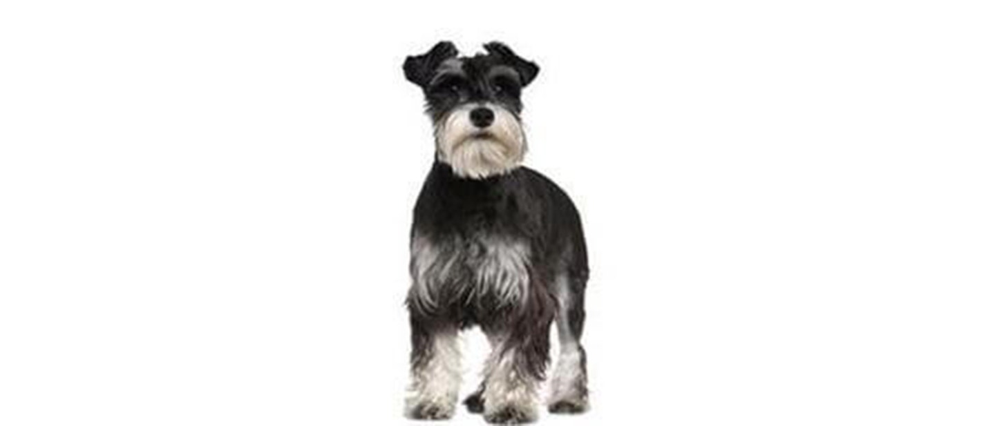 Schnauzer