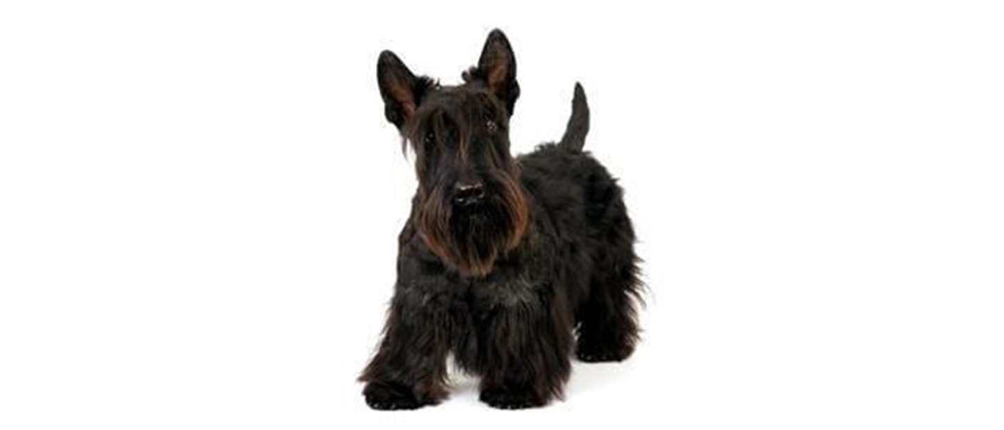 Scottish Terrier