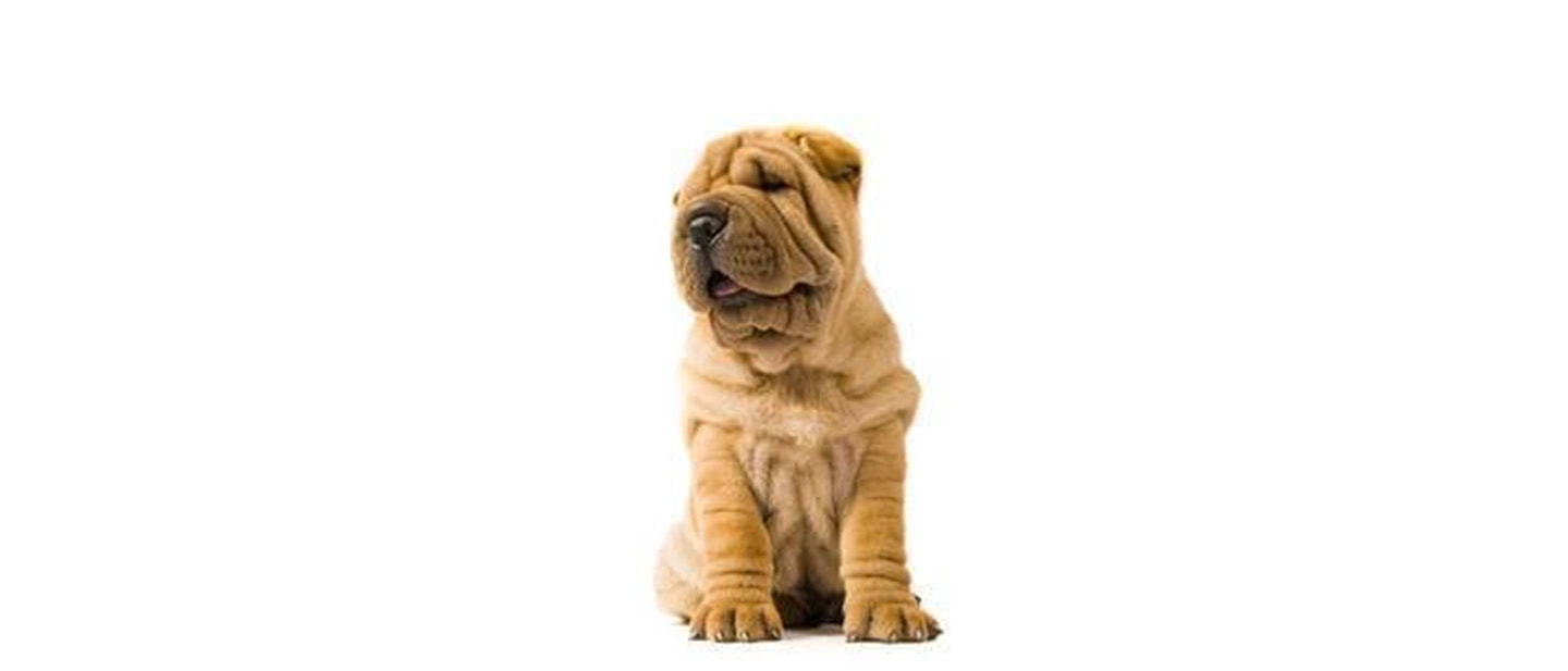 Shar-Pei