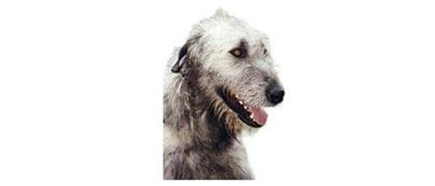 Deerhound
