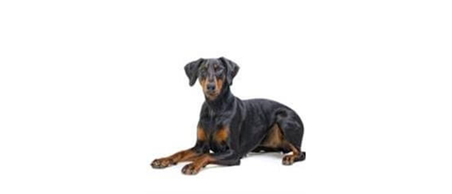Dobermann