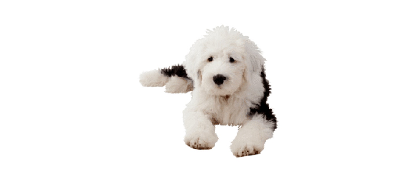 Old English Sheep Dog