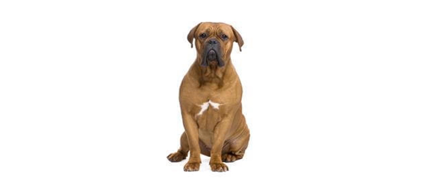 Dogue De Bordeaux