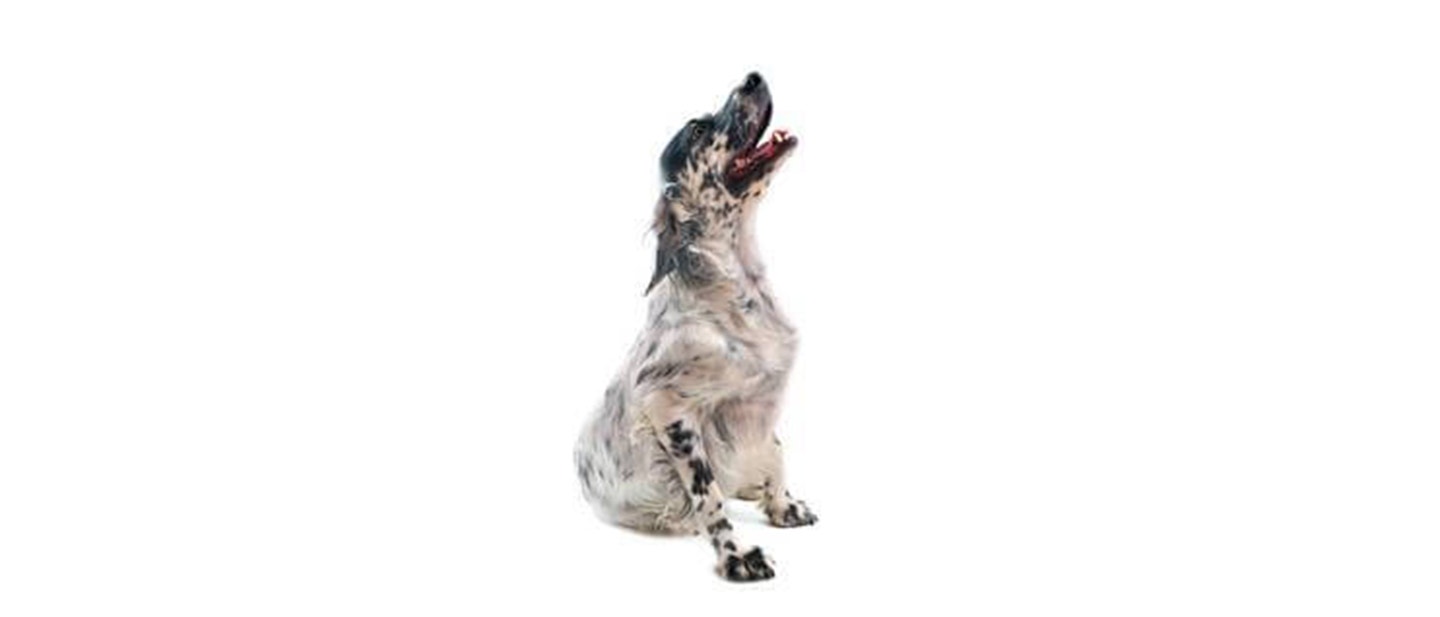 English Setter