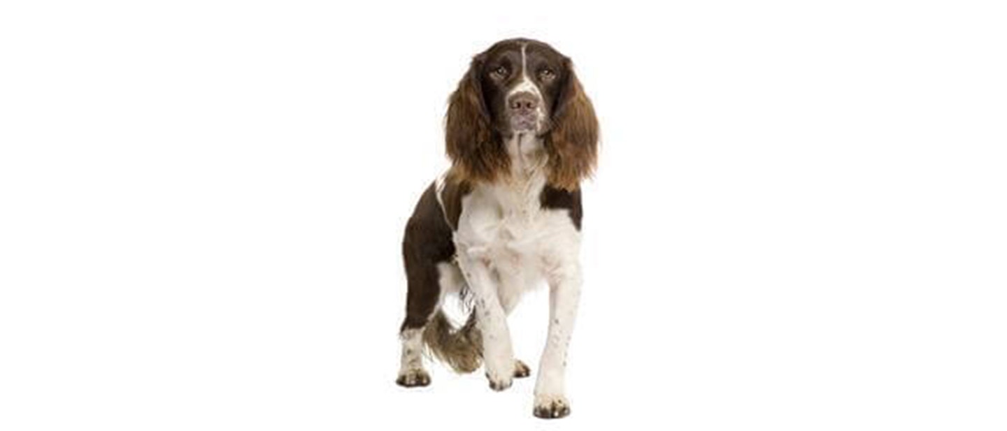 English Springer Spaniel