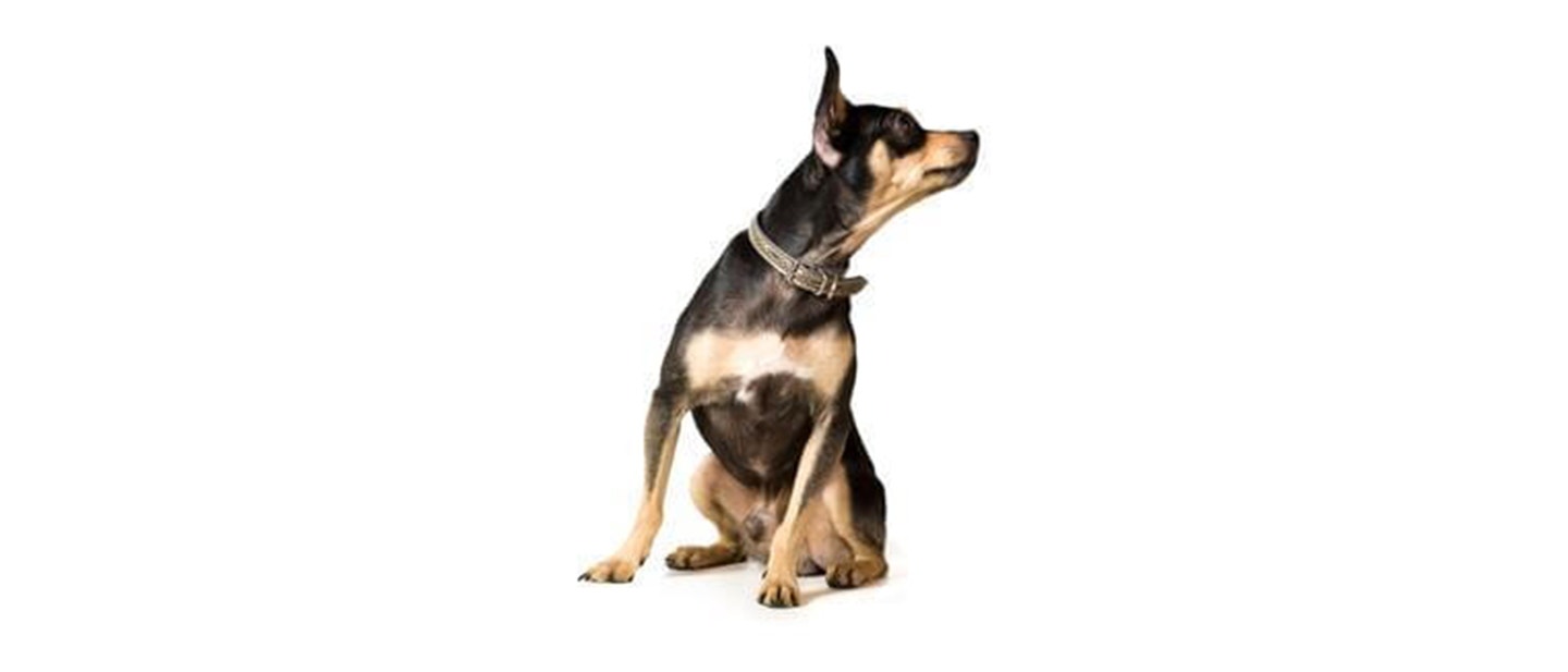 English Toy Terrier